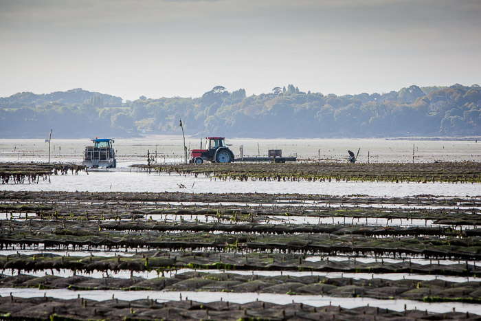 <strong>Ostériculture à Cancale</strong> <small>© Michel FLEURY</small>