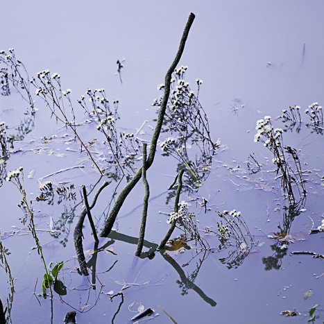 <strong>Parenthèse végétale #1</strong> <small>© Michel FLEURY</small>