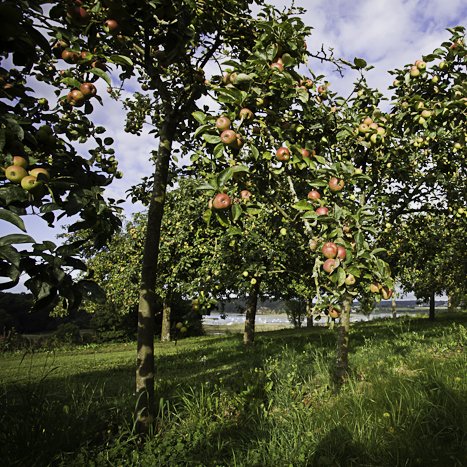 <strong>Verger à pommiers fin d'été </strong> <small>© Michel FLEURY</small>