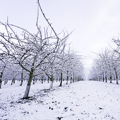 <strong>Verger à pommiers l'hiver à Pleudihen</strong> <small>© Michel FLEURY</small>