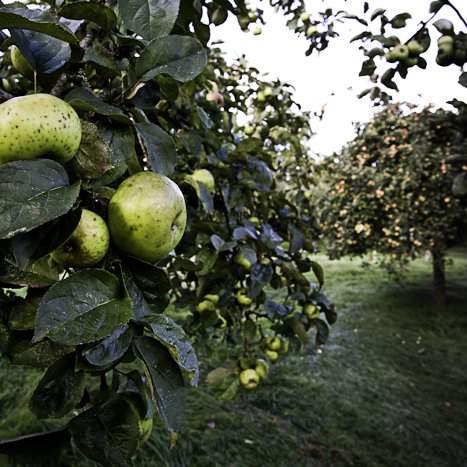 <strong>Pommiers à Saint-Helen</strong> <small>© Michel FLEURY</small>