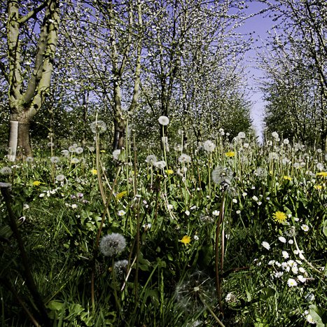 <strong>Verger au printemps</strong> <small>© Michel FLEURY</small>