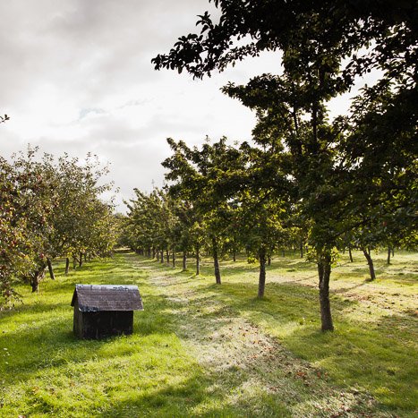 <strong>Pommiers du coté de Saint-Helen</strong> <small>© Michel FLEURY</small>
