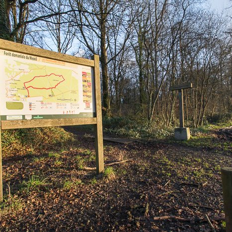 <strong>Forêt du Mesnil</strong> <small>© Michel FLEURY</small>