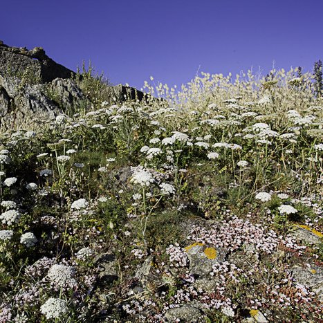 <strong>Flore de la Pointe de la Varde</strong> <small>© Michel FLEURY</small>