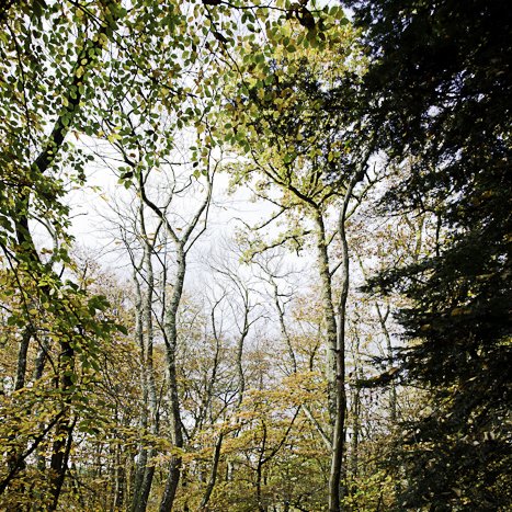 <strong>Forêt de Coëtquen, automne #2</strong> <small>© Michel FLEURY</small>