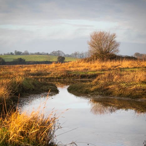 <strong>Immersion dans l'herbu des Bas-Champs</strong> <small>© Michel FLEURY</small>
