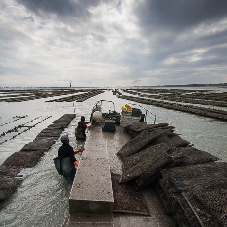 <strong>Ostériculture à Cancale</strong> <small>© Michel FLEURY</small>