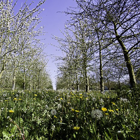 <strong>Verger à Pleudihen</strong> <small>© Michel FLEURY</small>