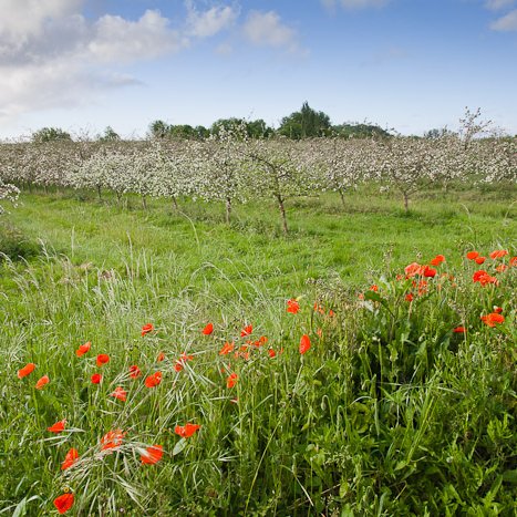 <strong>Verger en fleurs à la Ville-gers</strong> <small>© Michel FLEURY</small>