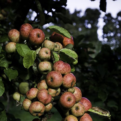 <strong>Pommes en grappe gourmande</strong> <small>© Michel FLEURY</small>
