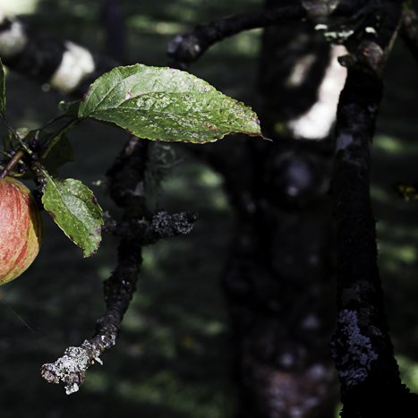<strong>Pomme belle à croquer...</strong> <small>© Michel FLEURY</small>