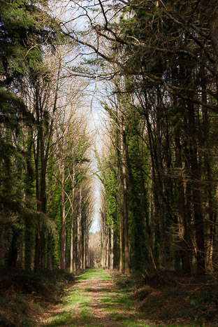 <strong>Forêt de Coëtquen #10</strong> • Forêt de Coëtquen #10 <small>© Michel FLEURY</small>