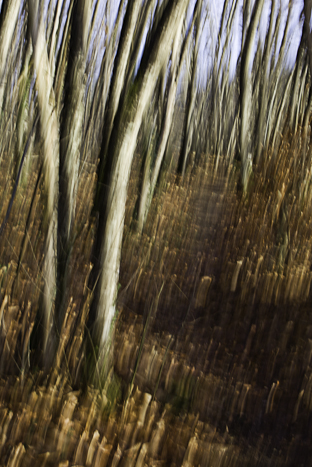 <strong>Chemin semblant</strong> • Chemin à Plouer-sur-Rance <small>© Michel FLEURY</small>