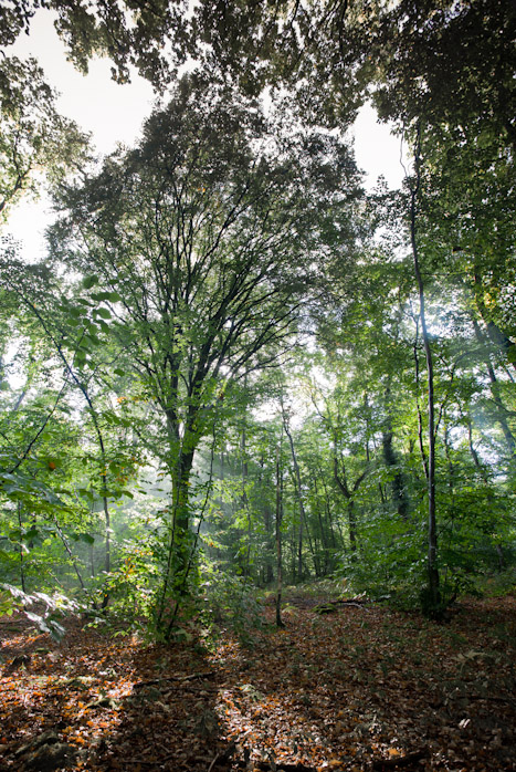 <strong>Forêt de Coëtquen #8</strong> <small>© Michel FLEURY</small>