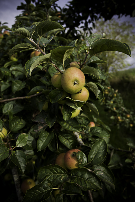 <strong>Généreux pommiers</strong> • Pommes à maturité <small>© Michel FLEURY</small>