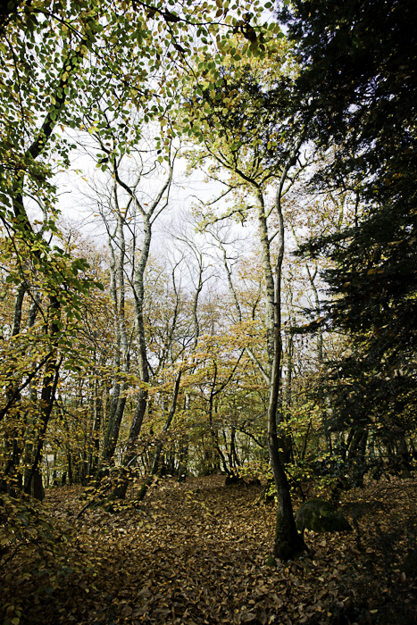 <strong>Forêt de Coëtquen, automne #2</strong> • Forêt de Coëtquen, automne #2 <small>© Michel FLEURY</small>