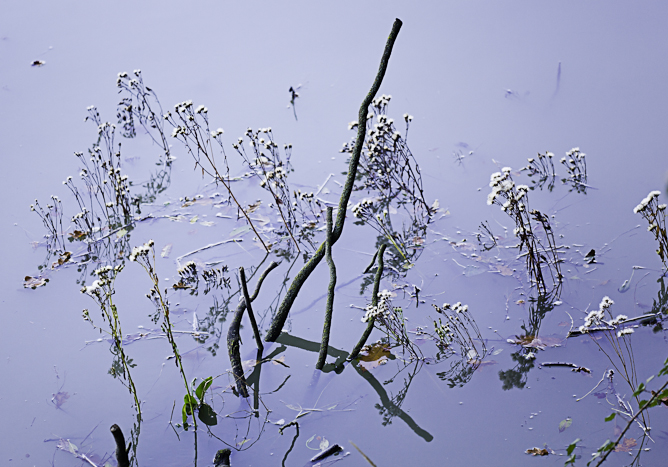 <strong>Parenthèse végétale #1</strong> <small>© Michel FLEURY</small>