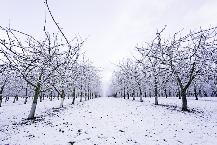 <strong>Verger à pommiers l'hiver à Pleudihen</strong> • Verger à pommiers l'hiver à Pleudihen <small>© Michel FLEURY</small>