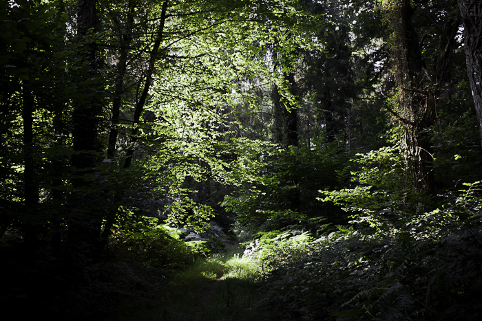 <strong>Forêt de Coëtquen #1</strong> • Forêt de Coëtquen #1 <small>© Michel FLEURY</small>