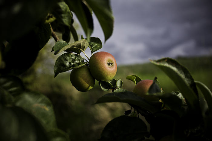 <strong>la beauté du fruit</strong> • Pommier à Pleudihen <small>© Michel FLEURY</small>