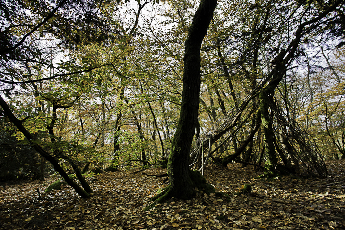 <strong>Forêt de Coëtquen #3</strong> <small>© Michel FLEURY</small>