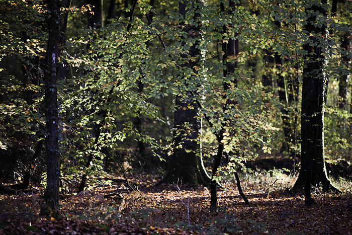 <strong>Forêt de Coëtquen #5</strong> <small>© Michel FLEURY</small>