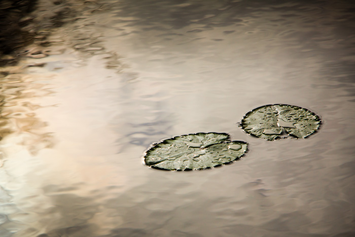 <strong>Des ronds dans l'eau...! étang de Bétineuc</strong> <small>© Michel FLEURY</small>