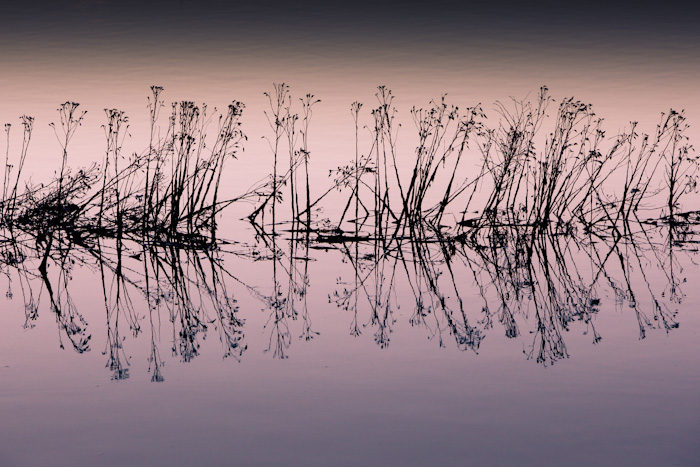 <strong>Parenthèse végétale #2</strong> <small>© Michel FLEURY</small>