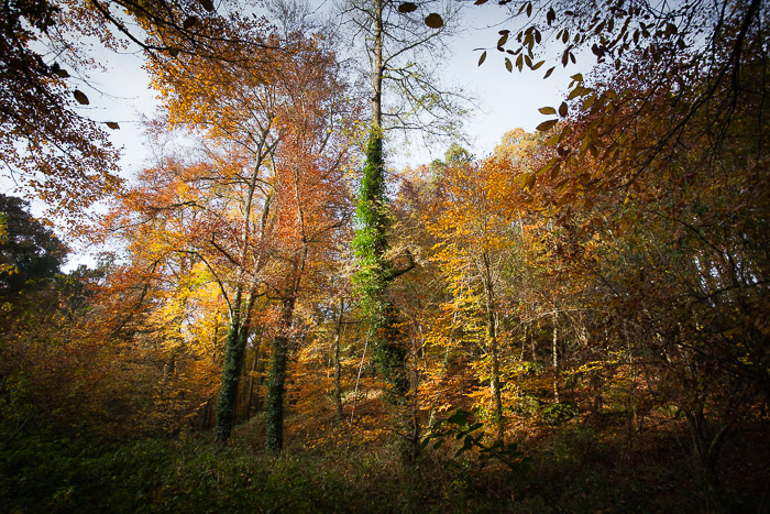 <strong>Couleurs d'automne à Pleudihen</strong> • Couleurs d'automne à Pleudihen <small>© Michel FLEURY</small>