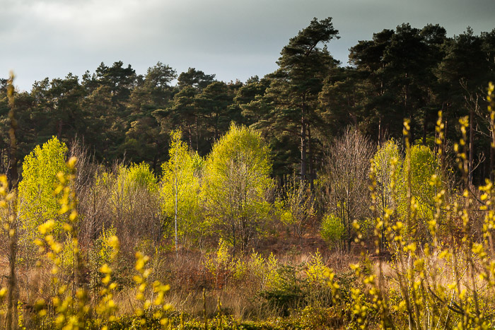 <strong>Forêt de Coëtquen #11</strong> • Forêt de Coëtquen, lumière d'avril <small>© Michel FLEURY</small>