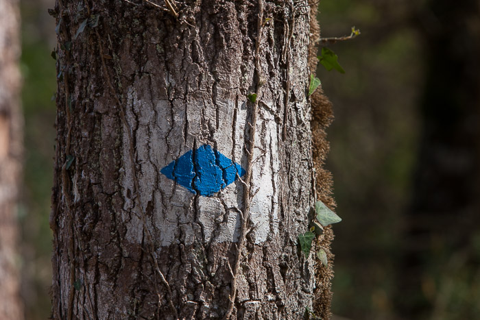 <strong>Coëtquen, marque forestière #1</strong> • Coëtquen, marque forestière #1 <small>© Michel FLEURY</small>
