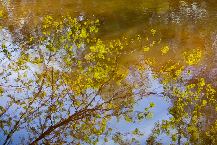 <strong>L'étang aux reflets </strong> • Jeu de lumière et de reflets en forêt de Coëtquen <small>© Michel FLEURY</small>