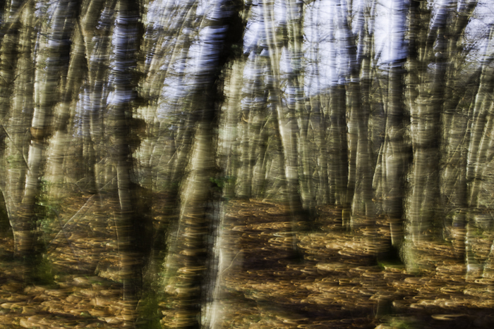<strong>Parenthèse végétale #3</strong> <small>© Michel FLEURY</small>